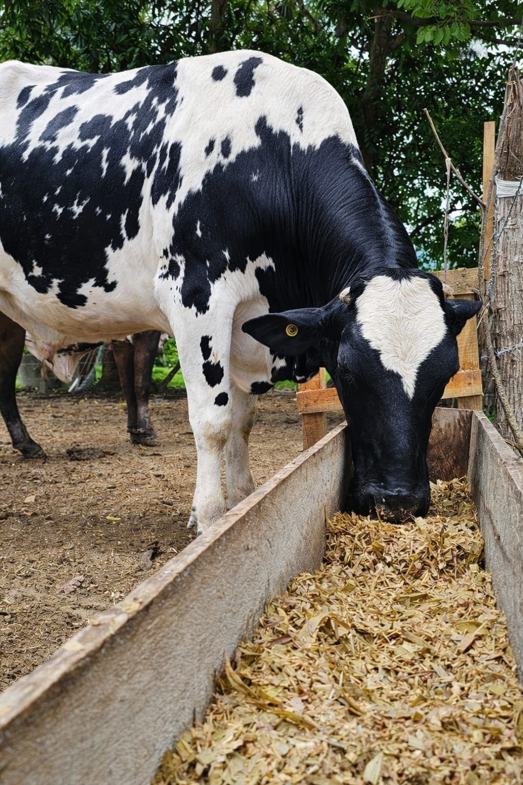 División Agropecuaria